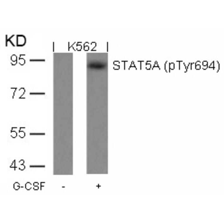 Western blot - STAT5a (Phospho-Tyr694) Antibody from Signalway Antibody (11048) - Antibodies.com