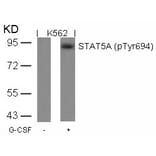 Western blot - STAT5a (Phospho-Tyr694) Antibody from Signalway Antibody (11048) - Antibodies.com