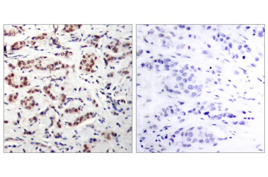 Immunohistochemistry - STAT5a (Phospho-Tyr694) Antibody from Signalway Antibody (11048) - Antibodies.com