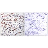 Immunohistochemistry - STAT5a (Phospho-Tyr694) Antibody from Signalway Antibody (11048) - Antibodies.com