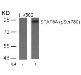 Western blot - STAT5a (Phospho-Ser780) Antibody from Signalway Antibody (11049) - Antibodies.com