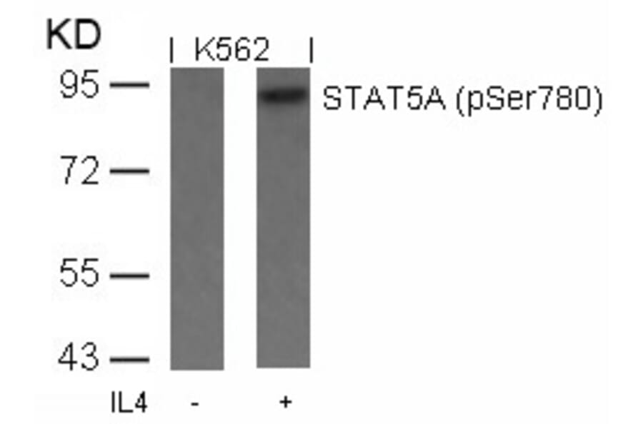 Western blot - STAT5a (Phospho-Ser780) Antibody from Signalway Antibody (11049) - Antibodies.com