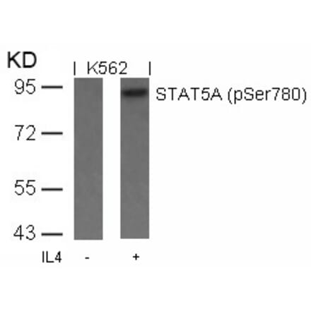 Western blot - STAT5a (Phospho-Ser780) Antibody from Signalway Antibody (11049) - Antibodies.com