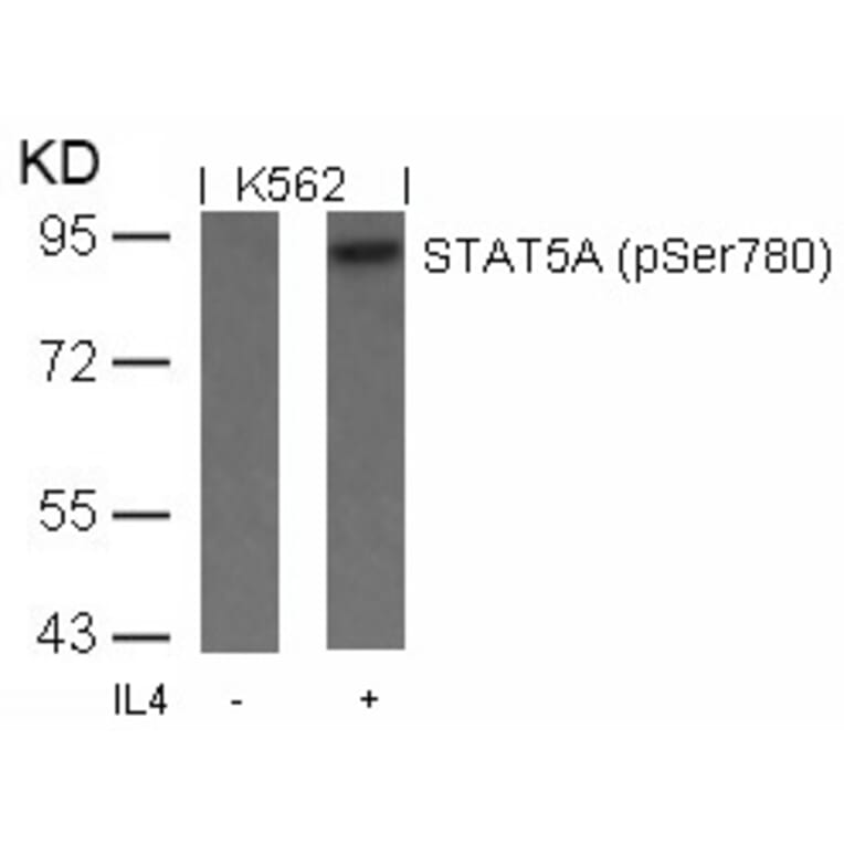 Western blot - STAT5a (Phospho-Ser780) Antibody from Signalway Antibody (11049) - Antibodies.com