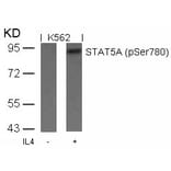 Western blot - STAT5a (Phospho-Ser780) Antibody from Signalway Antibody (11049) - Antibodies.com