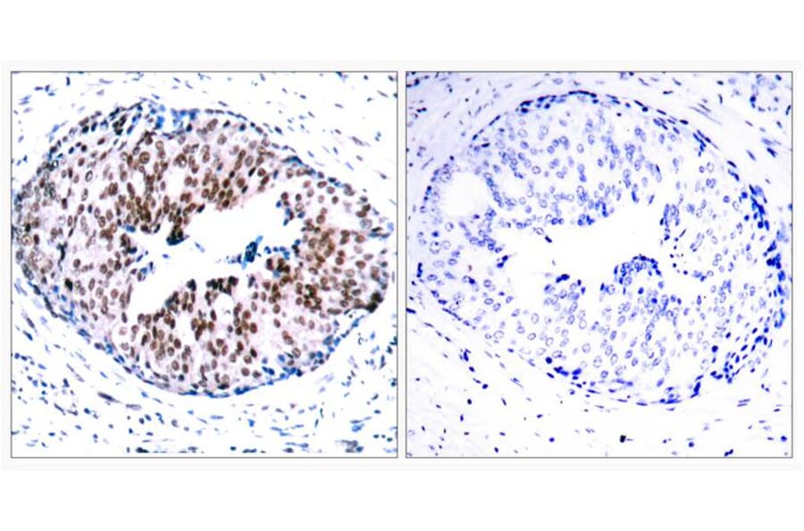 Immunohistochemistry - STAT5a (Phospho-Ser780) Antibody from Signalway Antibody (11049) - Antibodies.com