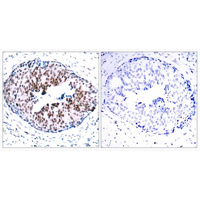 Immunohistochemistry - STAT5a (Phospho-Ser780) Antibody from Signalway Antibody (11049) - Antibodies.com