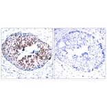 Immunohistochemistry - STAT5a (Phospho-Ser780) Antibody from Signalway Antibody (11049) - Antibodies.com