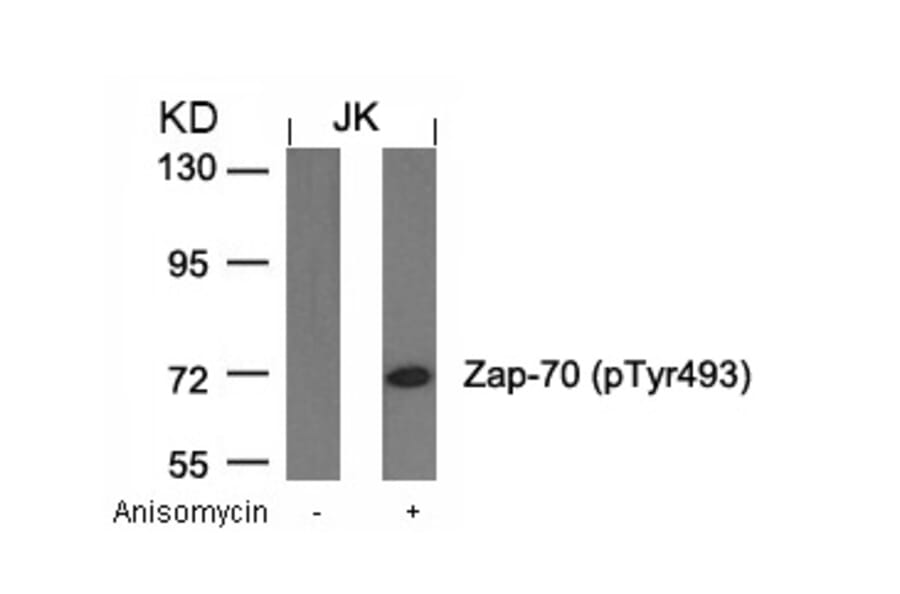 Western blot - Zap-70 (Phospho-Tyr493) Antibody from Signalway Antibody (11160) - Antibodies.com