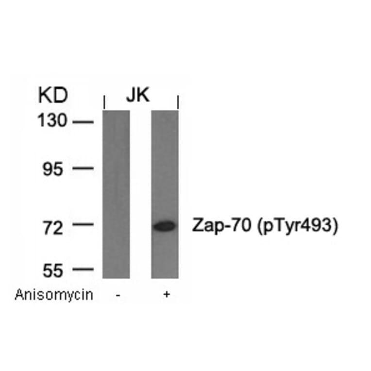 Western blot - Zap-70 (Phospho-Tyr493) Antibody from Signalway Antibody (11160) - Antibodies.com