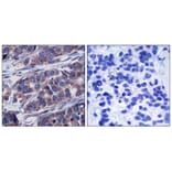 Immunohistochemistry - p62Dok (phospho-Tyr362) Antibody from Signalway Antibody (11276) - Antibodies.com