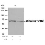 Western blot - p62Dok (phospho-Tyr362) Antibody from Signalway Antibody (11276) - Antibodies.com
