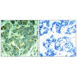 Immunohistochemistry - p62Dok (phospho-Tyr398) Antibody from Signalway Antibody (11277) - Antibodies.com