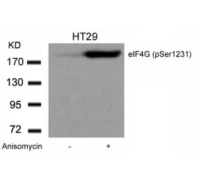 Western blot - eIF4G (phospho-Ser1231) Antibody from Signalway Antibody (11514) - Antibodies.com