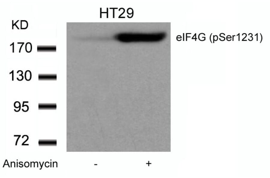 Western blot - eIF4G (phospho-Ser1231) Antibody from Signalway Antibody (11514) - Antibodies.com
