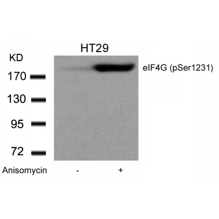 Western blot - eIF4G (phospho-Ser1231) Antibody from Signalway Antibody (11514) - Antibodies.com