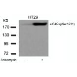 Western blot - eIF4G (phospho-Ser1231) Antibody from Signalway Antibody (11514) - Antibodies.com