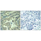 Immunohistochemistry - eIF4G (phospho-Ser1231) Antibody from Signalway Antibody (11514) - Antibodies.com