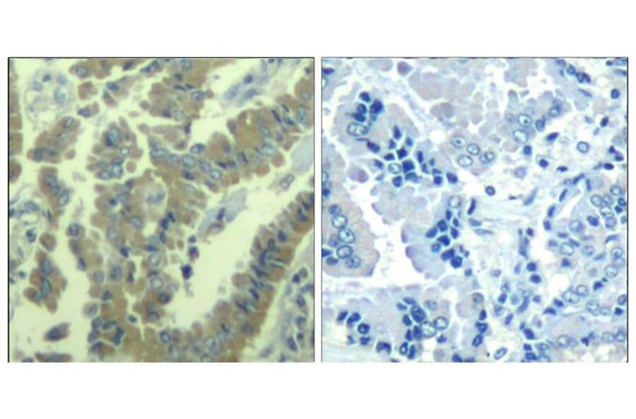 Immunohistochemistry - MARCKS (phospho-Ser170) Antibody from Signalway Antibody (11535) - Antibodies.com