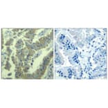 Immunohistochemistry - MARCKS (phospho-Ser170) Antibody from Signalway Antibody (11535) - Antibodies.com