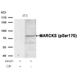 Western blot - MARCKS (phospho-Ser170) Antibody from Signalway Antibody (11535) - Antibodies.com