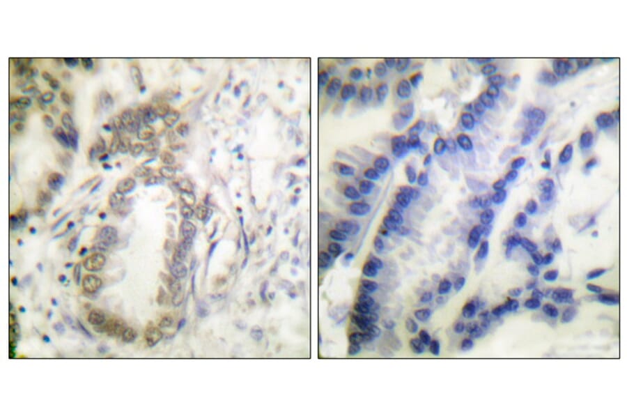 Immunohistochemistry - C/EBP-α (Phospho-Ser21) Antibody from Signalway Antibody (11648) - Antibodies.com