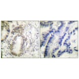 Immunohistochemistry - C/EBP-α (Phospho-Ser21) Antibody from Signalway Antibody (11648) - Antibodies.com