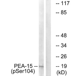 Western blot - PEA-15 (Phospho-Ser104) Antibody from Signalway Antibody (11676) - Antibodies.com