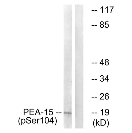Western blot - PEA-15 (Phospho-Ser104) Antibody from Signalway Antibody (11676) - Antibodies.com