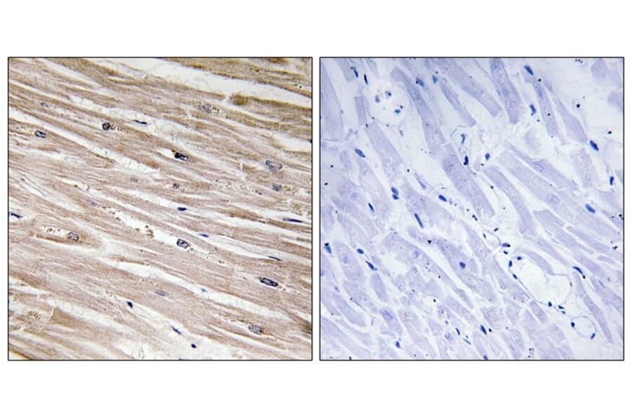 Immunohistochemistry - PEA-15 (Phospho-Ser104) Antibody from Signalway Antibody (11676) - Antibodies.com