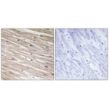 Immunohistochemistry - PEA-15 (Phospho-Ser104) Antibody from Signalway Antibody (11676) - Antibodies.com