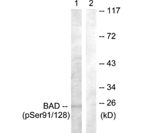 Western blot - BAD (Phospho-Ser91/128) Antibody from Signalway Antibody (11685) - Antibodies.com