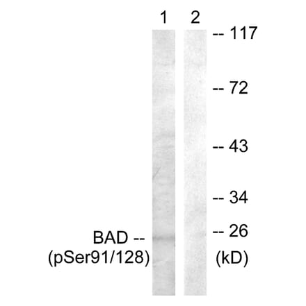 Western blot - BAD (Phospho-Ser91/128) Antibody from Signalway Antibody (11685) - Antibodies.com
