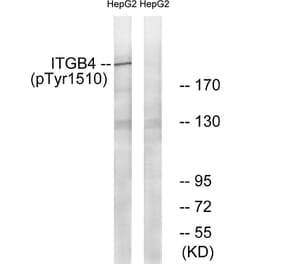 Western blot - ITGB4 (Phospho-Tyr1510) Antibody from Signalway Antibody (11698) - Antibodies.com