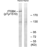 Western blot - ITGB4 (Phospho-Tyr1510) Antibody from Signalway Antibody (11698) - Antibodies.com