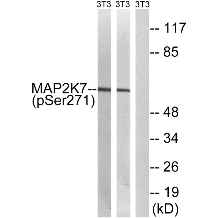 Western blot - MAP2K7 (Phospho-Ser271) Antibody from Signalway Antibody (11742) - Antibodies.com