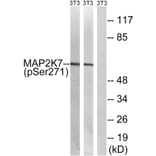Western blot - MAP2K7 (Phospho-Ser271) Antibody from Signalway Antibody (11742) - Antibodies.com