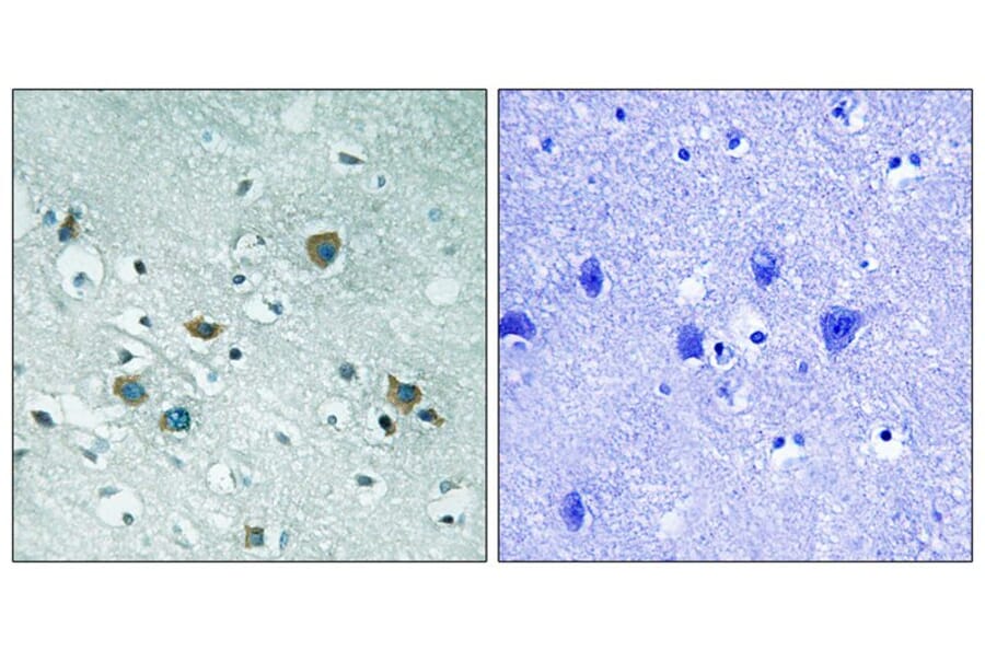 Immunohistochemistry - CRMP-2 (Phospho-Thr509) Antibody from Signalway Antibody (11795) - Antibodies.com