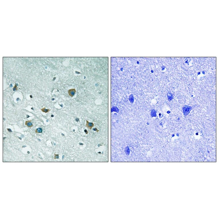 Immunohistochemistry - CRMP-2 (Phospho-Thr509) Antibody from Signalway Antibody (11795) - Antibodies.com