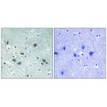 Immunohistochemistry - CRMP-2 (Phospho-Thr509) Antibody from Signalway Antibody (11795) - Antibodies.com
