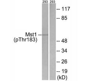 Western blot - Mst1 (Phospho-Thr183) Antibody from Signalway Antibody (12144) - Antibodies.com