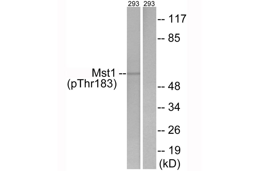 Western blot - Mst1 (Phospho-Thr183) Antibody from Signalway Antibody (12144) - Antibodies.com