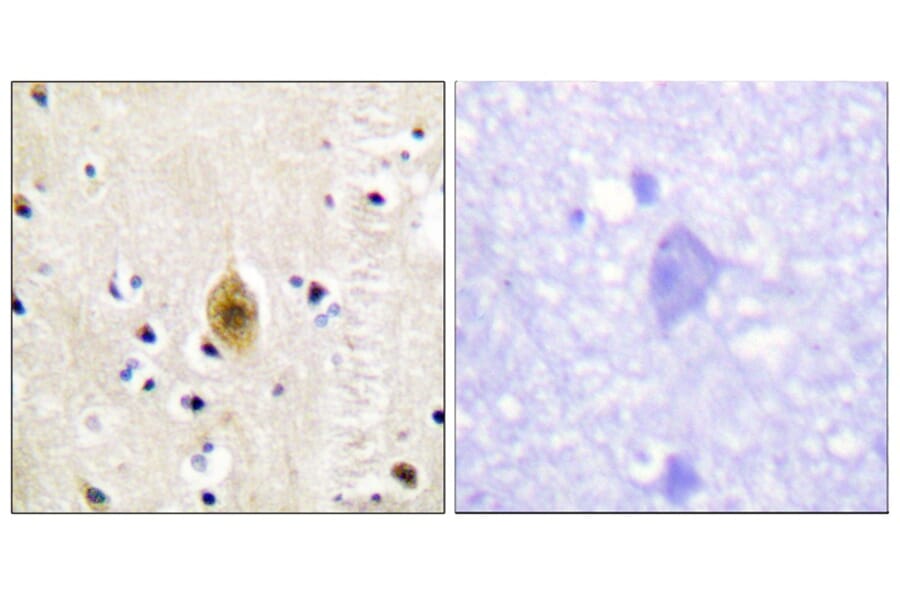 Immunohistochemistry - Mst1 (Phospho-Thr183) Antibody from Signalway Antibody (12144) - Antibodies.com
