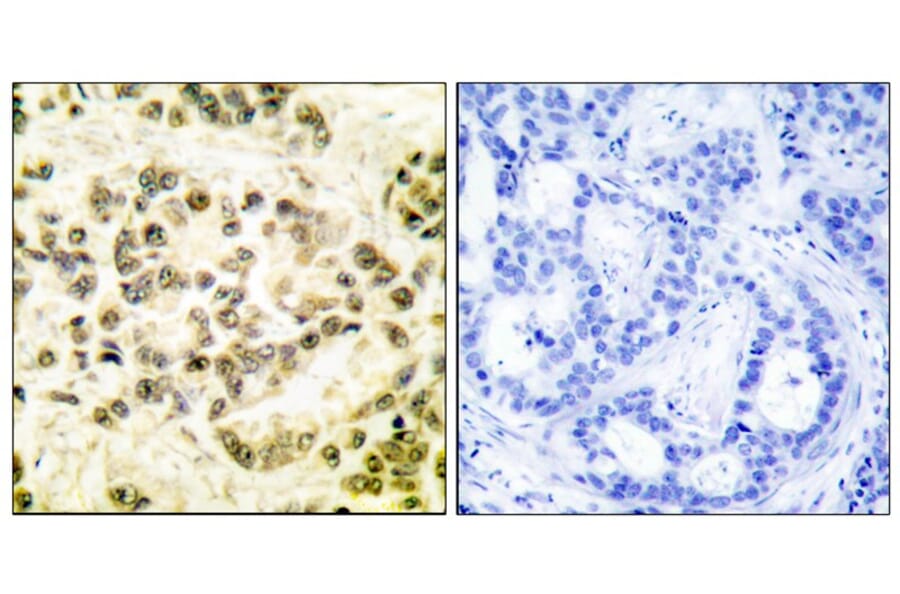 Immunohistochemistry - STAT5B (Phospho-Ser731) Antibody from Signalway Antibody (12152) - Antibodies.com