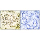 Immunohistochemistry - STAT5B (Phospho-Ser731) Antibody from Signalway Antibody (12152) - Antibodies.com