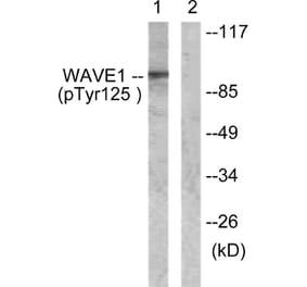 Western blot - WAVE1 (Phospho-Tyr125) Antibody from Signalway Antibody (12156) - Antibodies.com