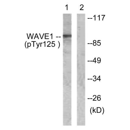 Western blot - WAVE1 (Phospho-Tyr125) Antibody from Signalway Antibody (12156) - Antibodies.com