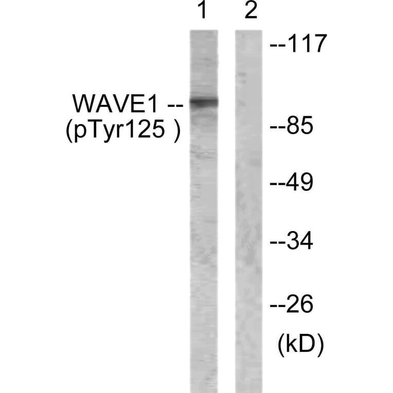 Western blot - WAVE1 (Phospho-Tyr125) Antibody from Signalway Antibody (12156) - Antibodies.com