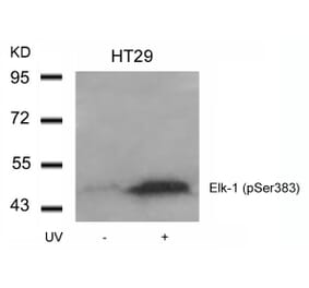 Western blot - Elk-1 (Phospho-Ser383) Antibody from Signalway Antibody (11004) - Antibodies.com