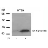 Western blot - Elk-1 (Phospho-Ser383) Antibody from Signalway Antibody (11004) - Antibodies.com